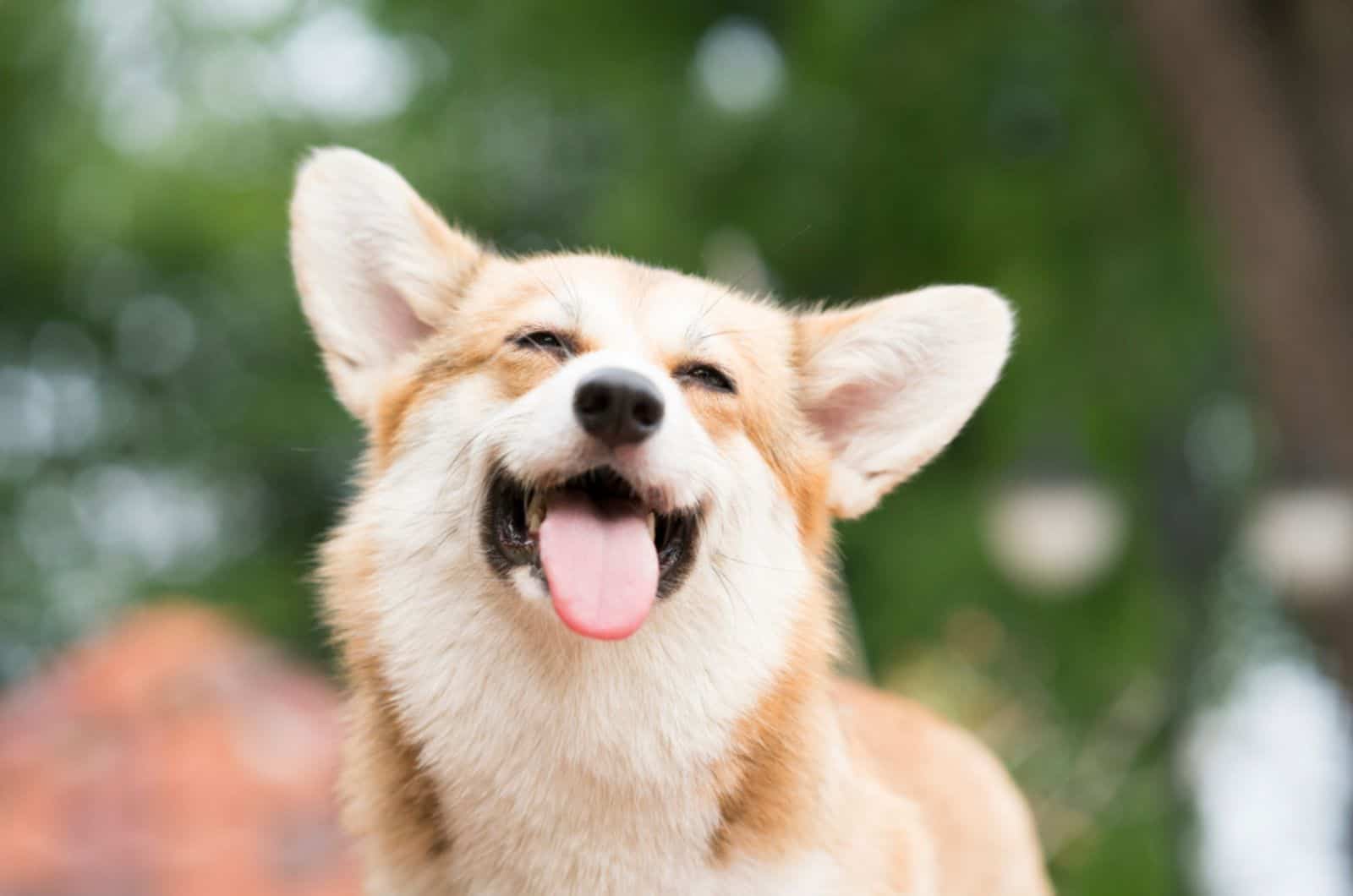 8 Weird Corgi Behaviors: Corgi Or Quirky