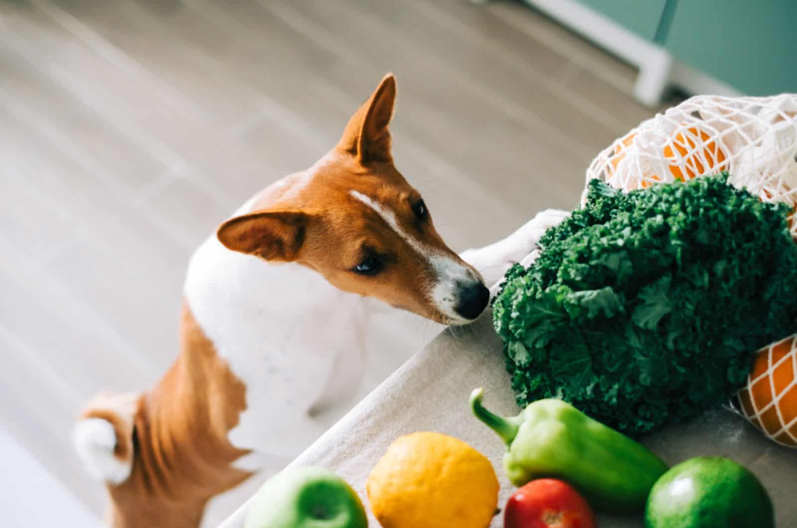 Should You Let Your Dog Eat Fish Sticks?