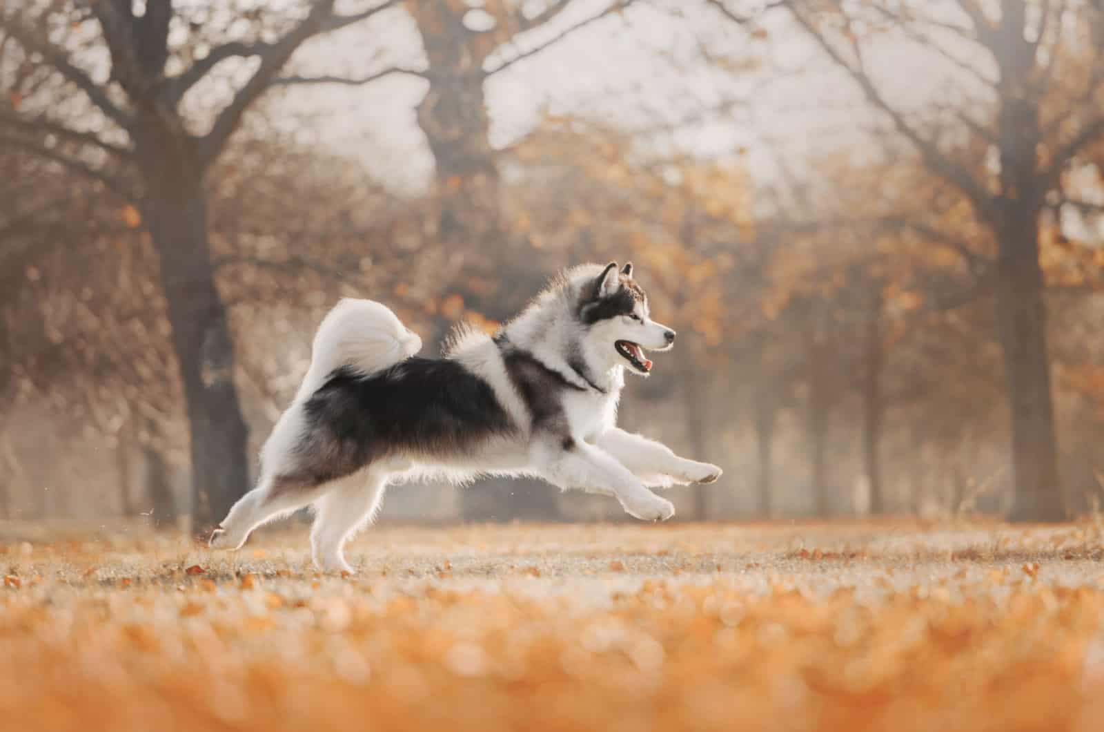 9 Alaskan Malamute Colors That Will Take Your Breath Away