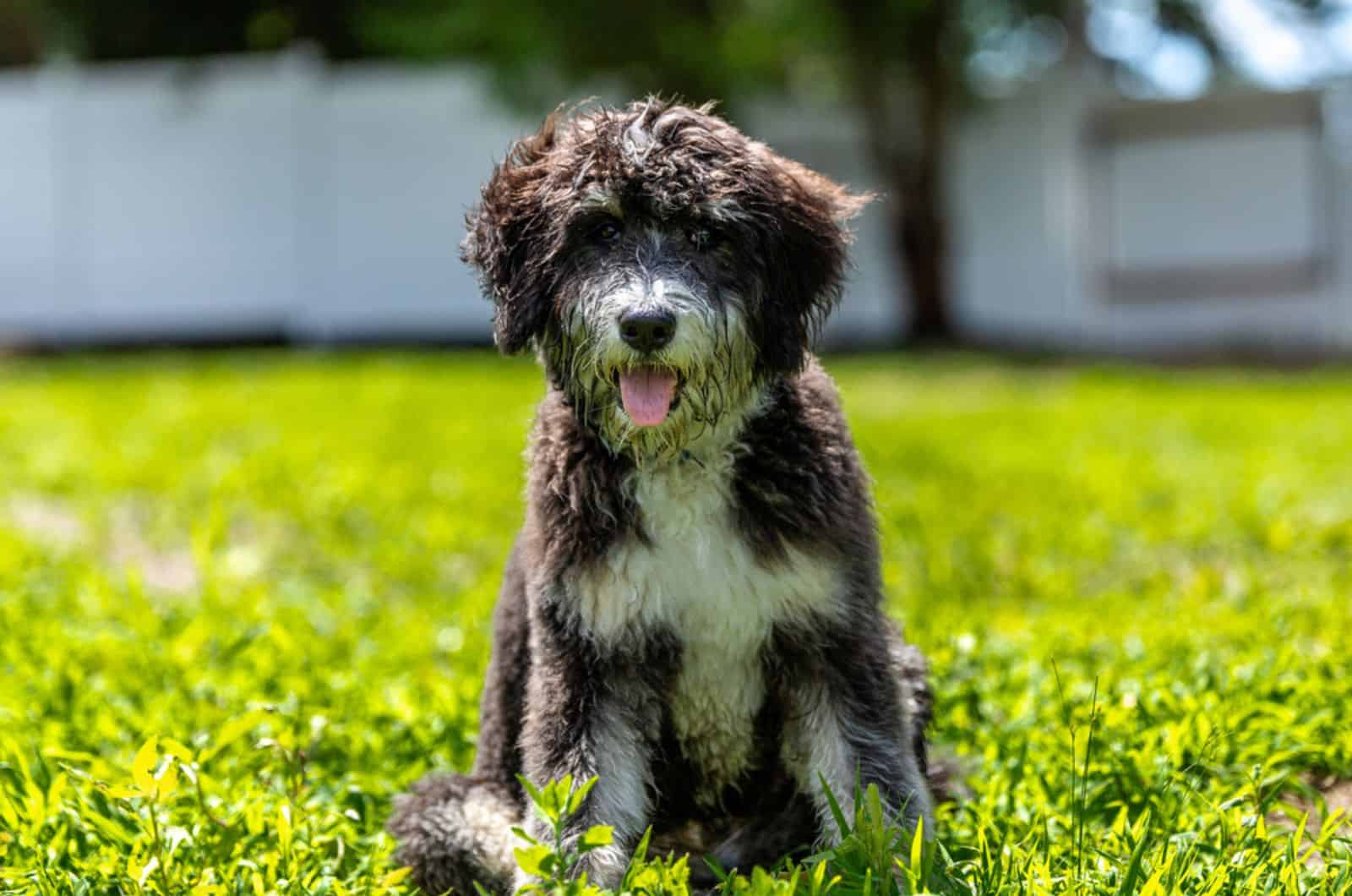 9 Bernedoodle Breeders In Texas: Lone Star State Doodles