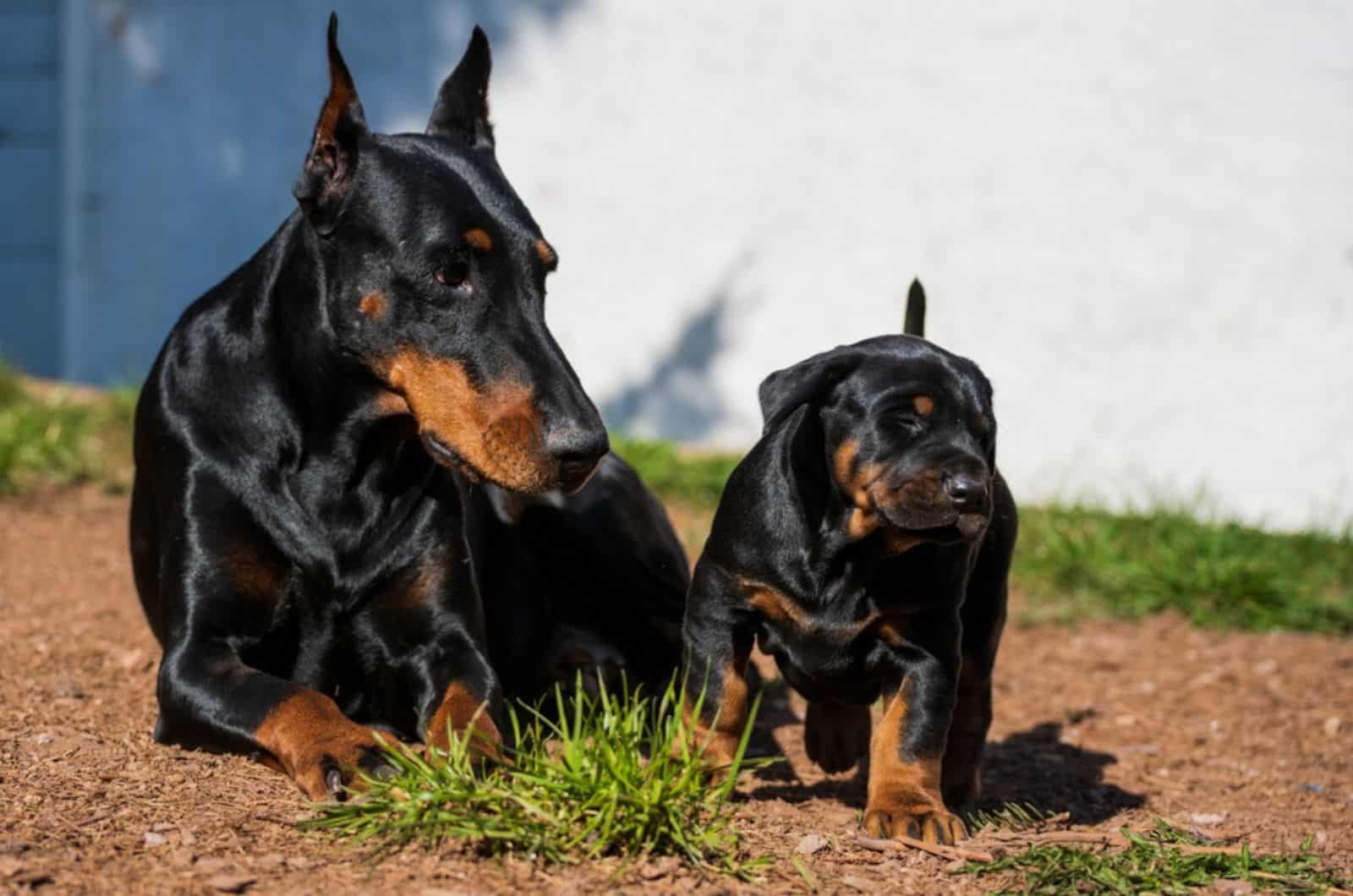 9 Best Doberman Breeders In Oregon: Get Your Dobbie Here