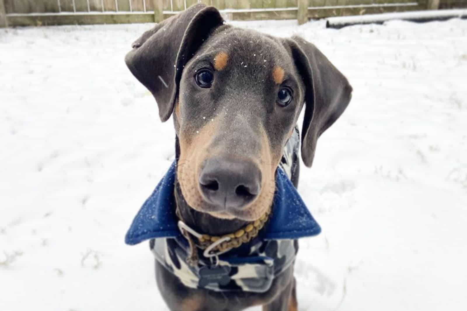 9 Cool Facts About The Blue Doberman You Never Knew