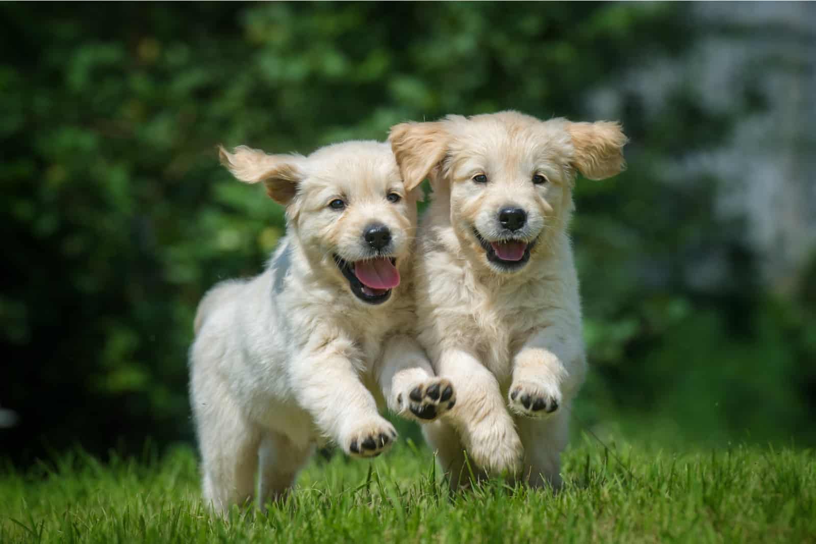 9 Golden Retriever Breeders In North Carolina