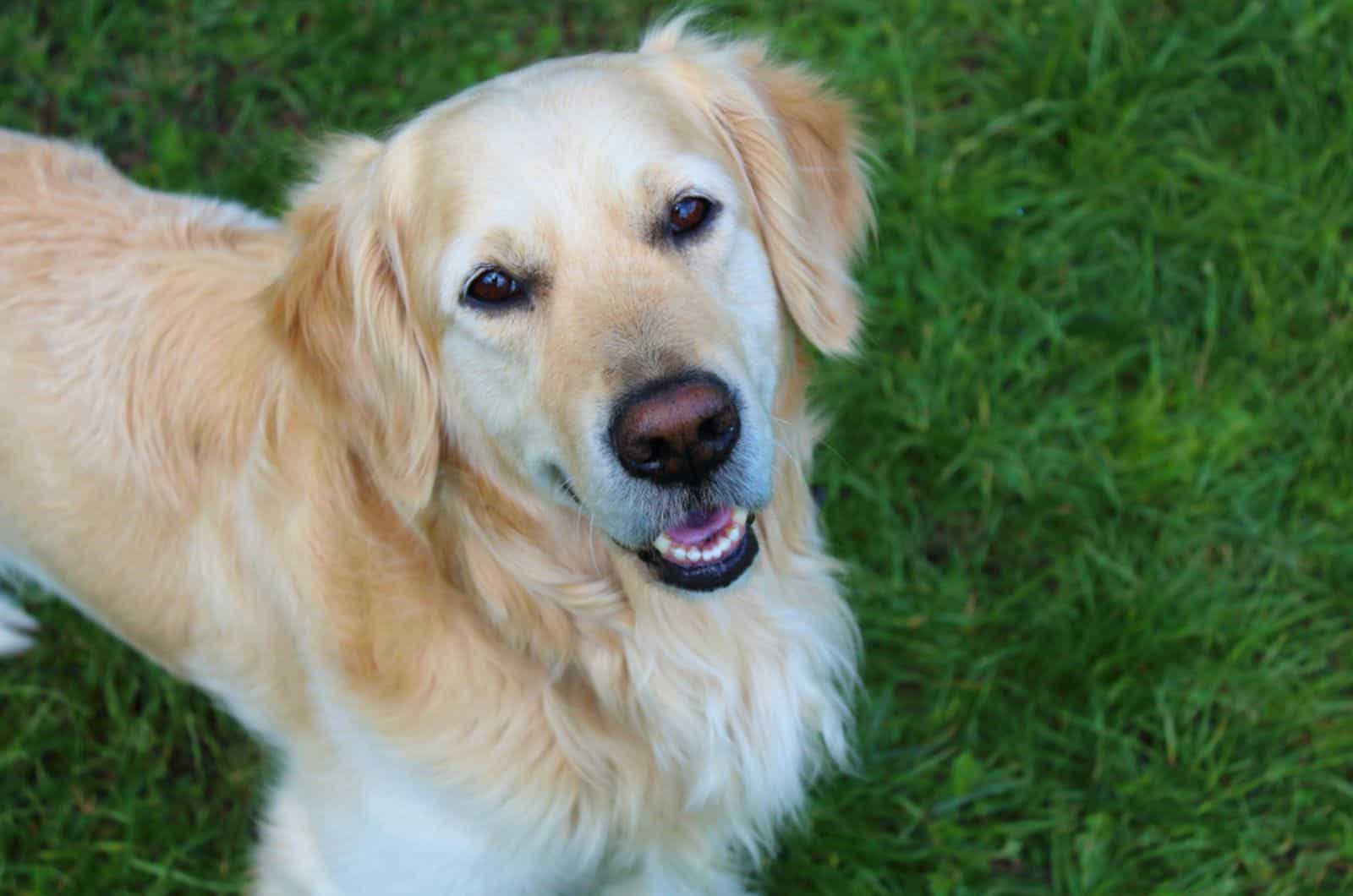 9 Golden Retriever Breeders In Quebec: Province’s Best