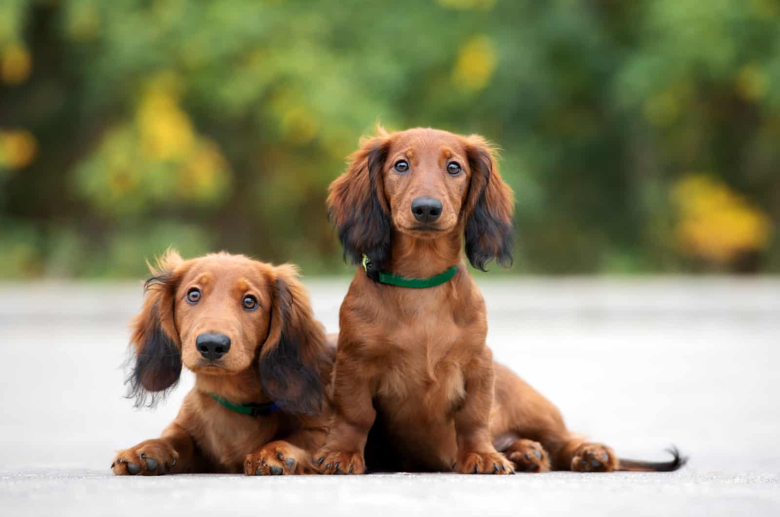 9 Greatest Dachshund Breeders In The UK