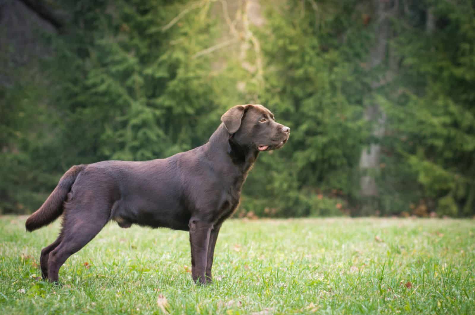 9 Labrador Breeders In Minnesota: Gopher State’s Finest