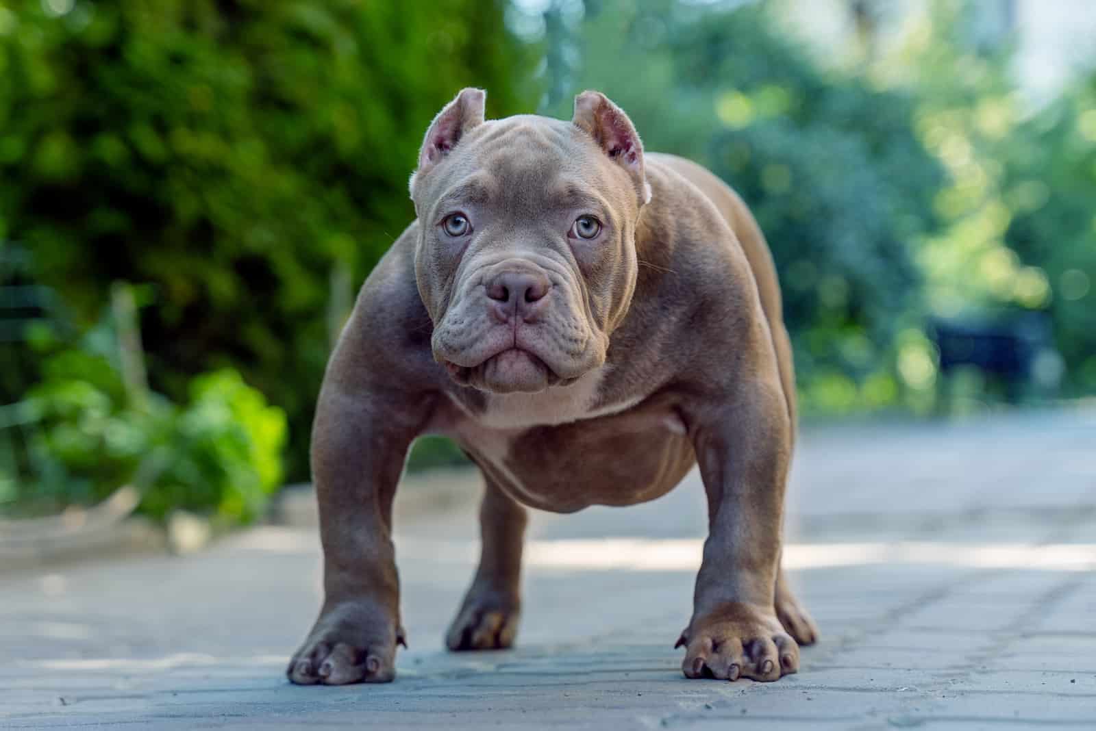 9 Pitbull Breeders In Florida With A Good Reputation