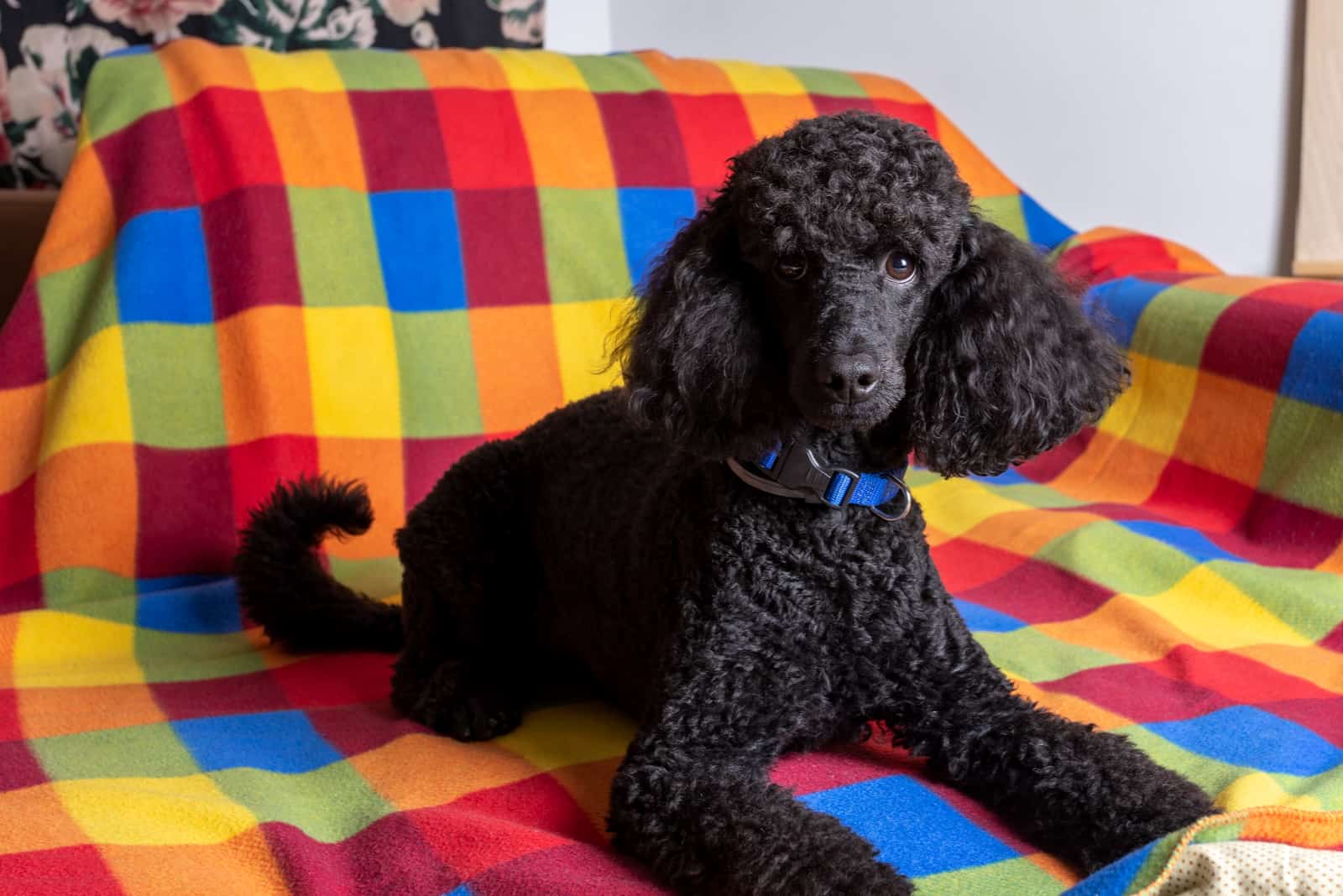 9 Poodle Breeders In Wisconsin You Can Get Your Poodle From