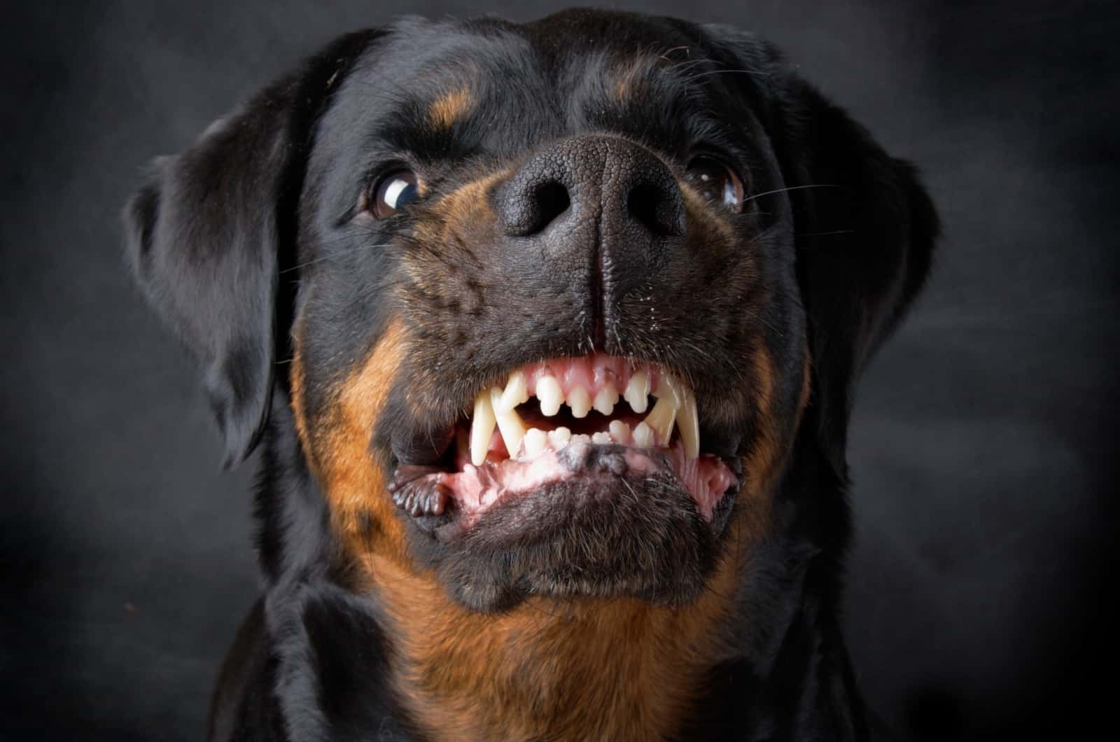 9 Rationales For Why Does My Rottweiler Growl At Me