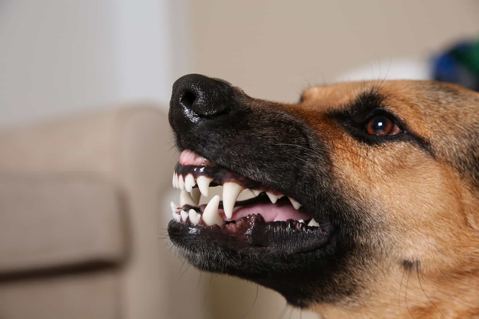 9 Reasons: Why Do German Shepherds Growl