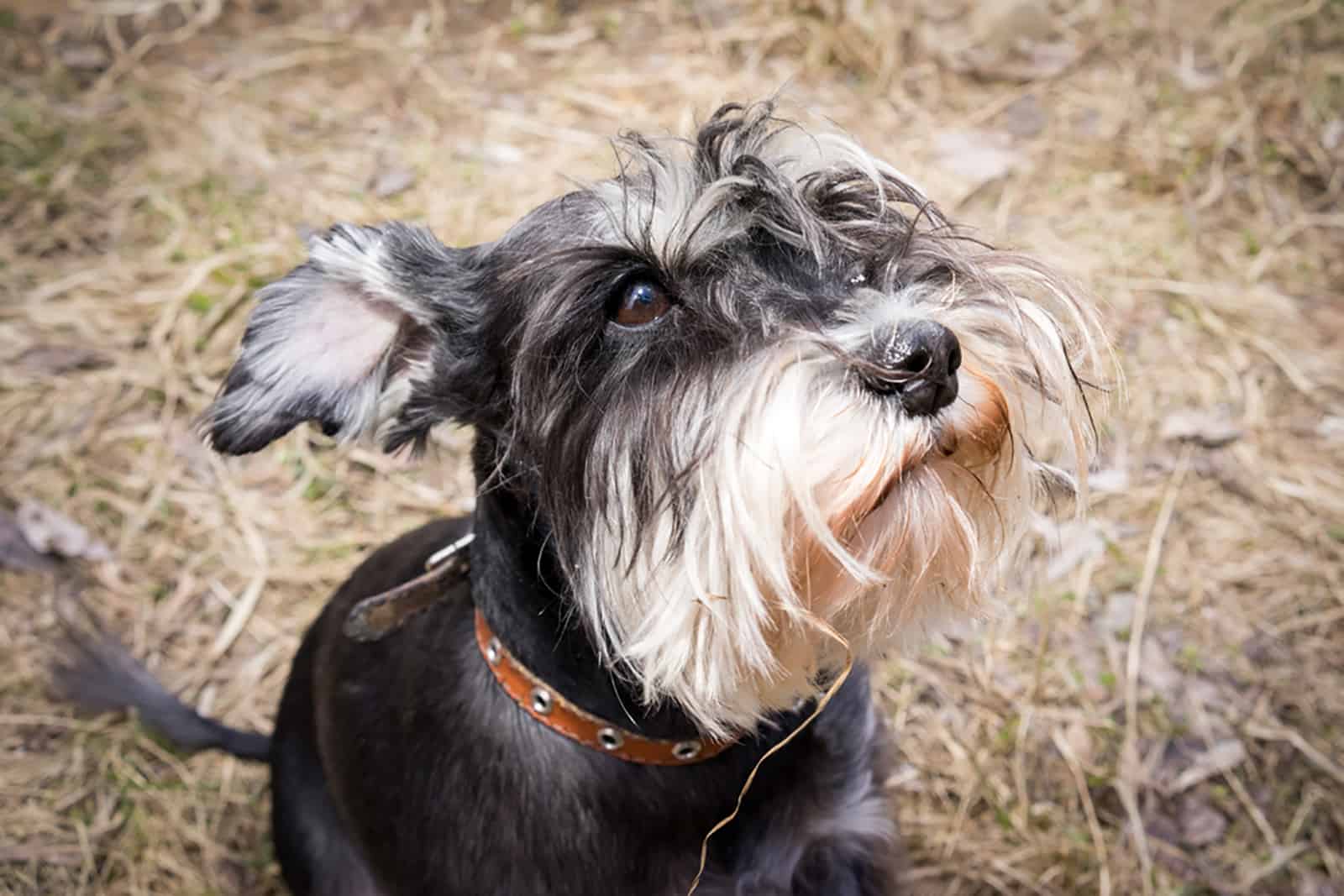 9 Reasons Why Schnauzers Are The Worst Dogs