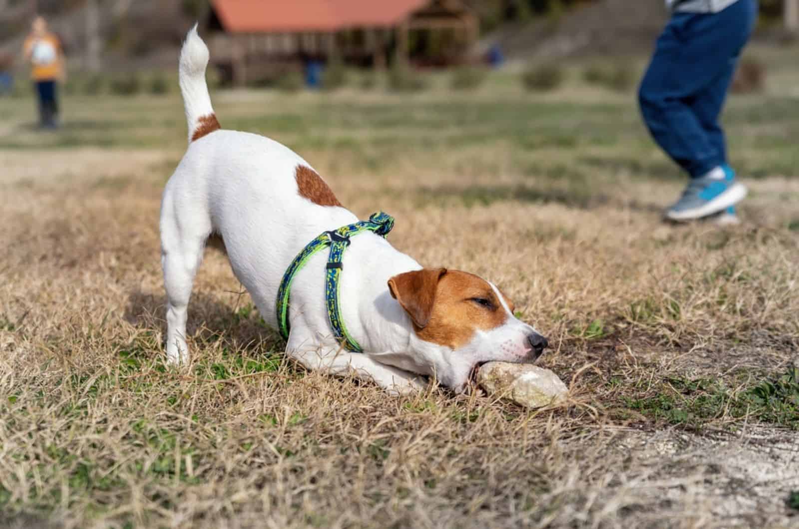 9 Reasons Why Your Dog Eats Rocks