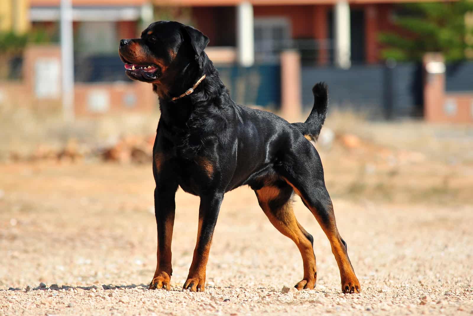 9 Rottweiler Breeders In Pennsylvania: A Proper Overview