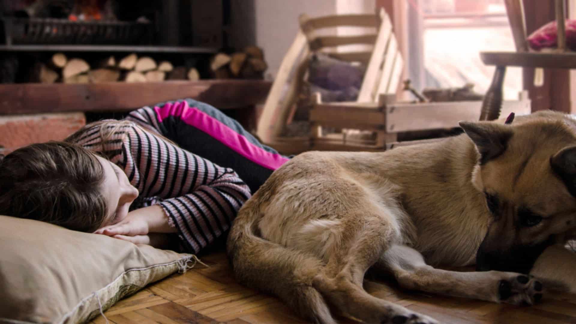 9 Surprising Reasons Why Your German Shepherd Sleeps With His Bum Facing You