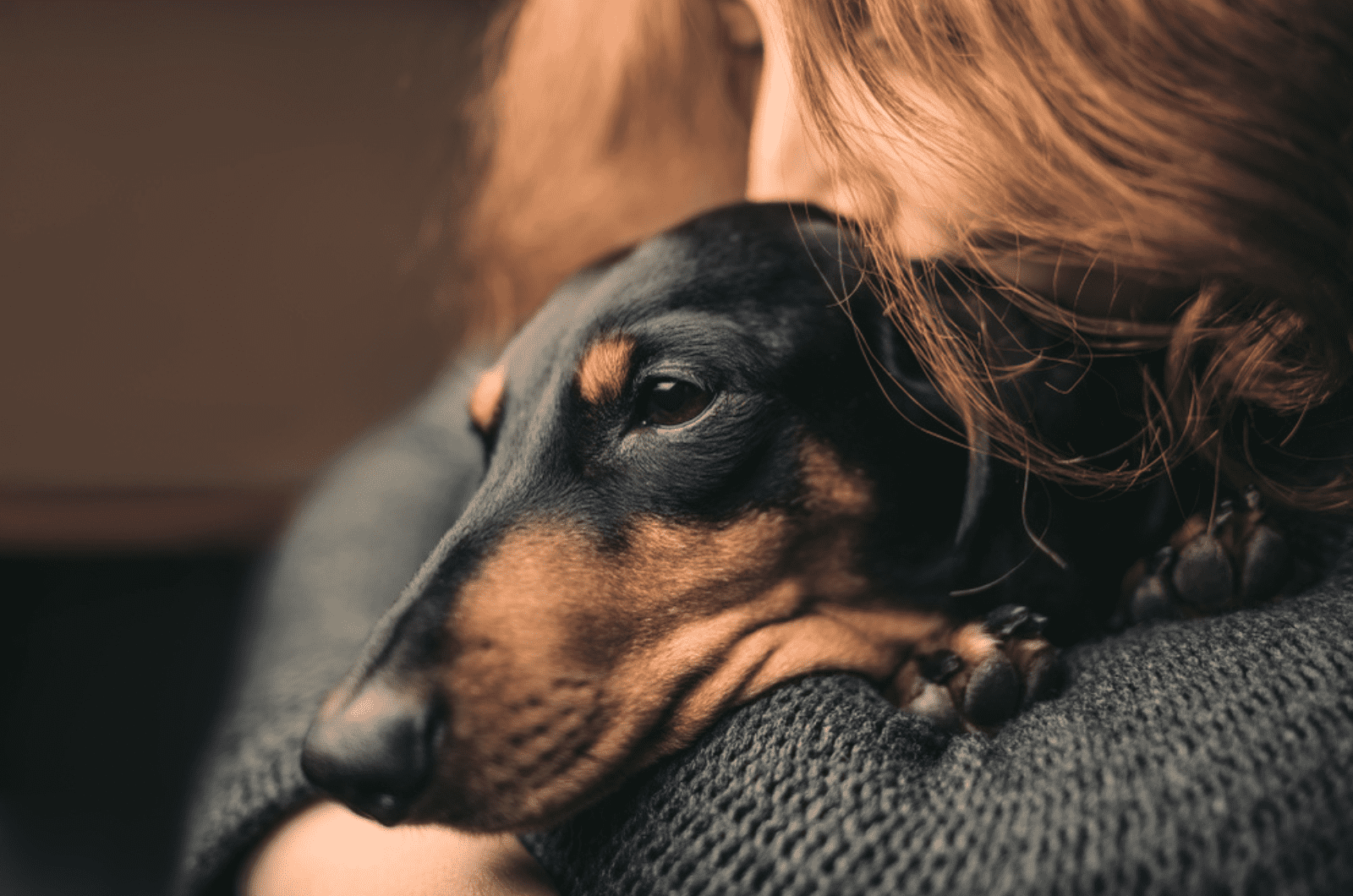 9 Time-Tested Reasons Why You Should Never Own Dachshunds