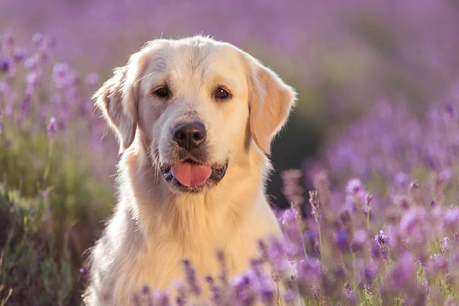 9 Types Of Golden Retrievers: Get To Know All Of Them