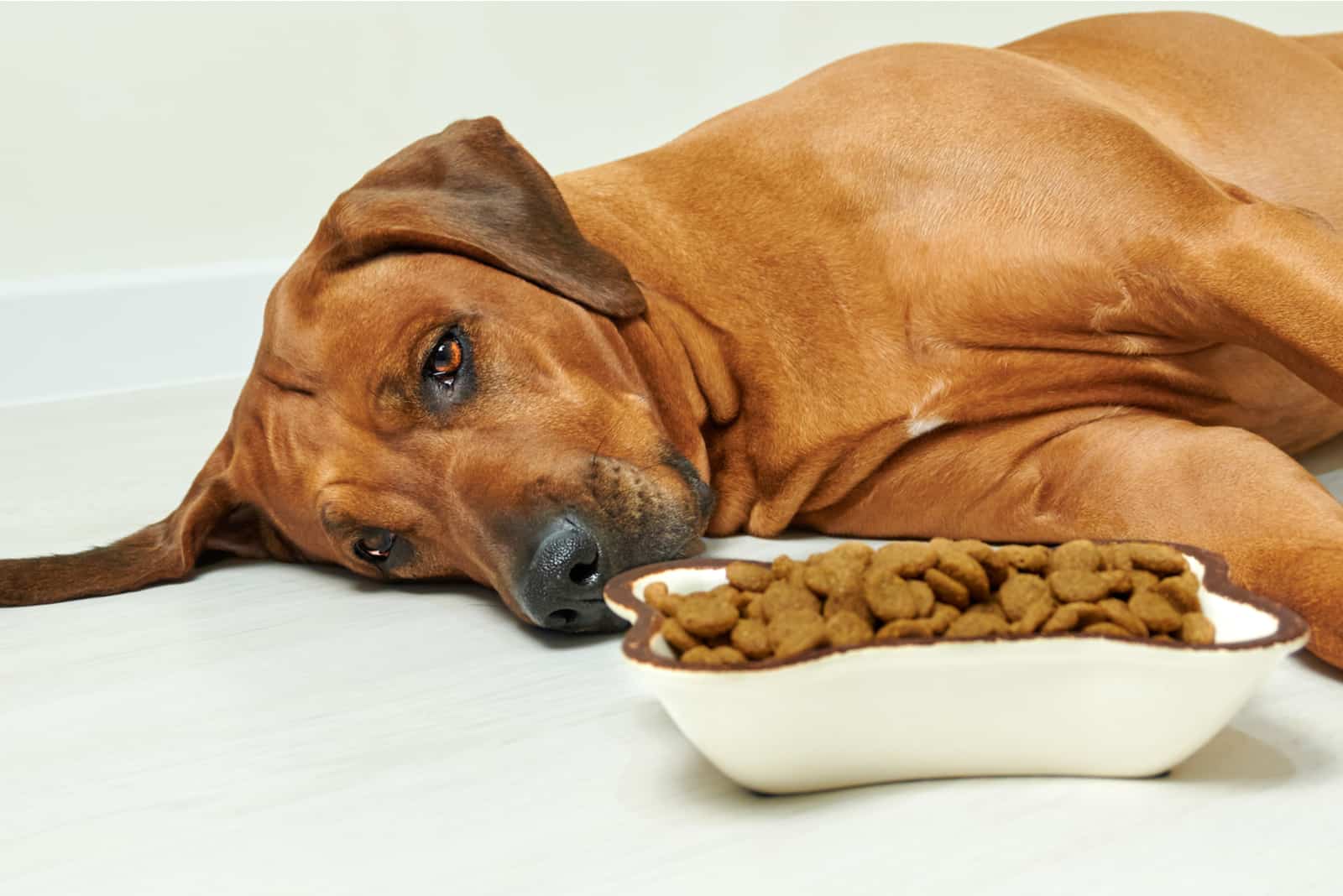 9 Warning Signs Of Worms In Dogs Every Owner Should Be Aware Of