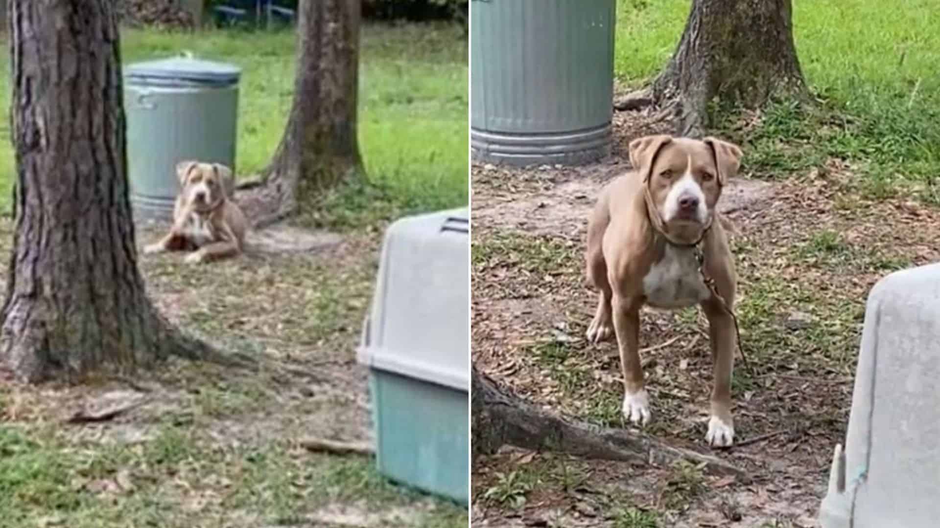 A stray pit bull undergoes an incredible transformation after meeting her amazing new mom