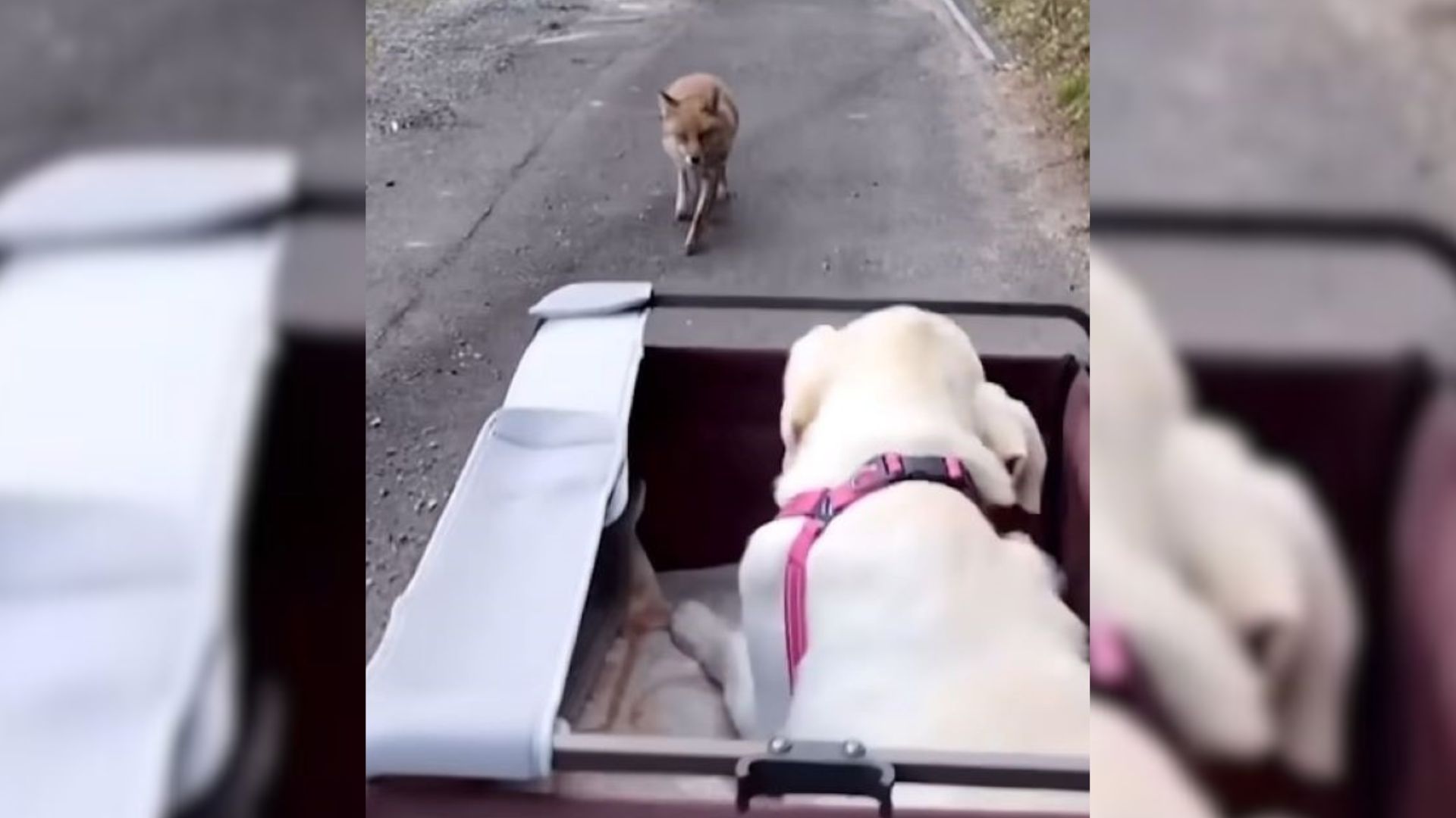 Dog With His Head Stuck In A Pretzel Container Stumbles Upon A Neighboring Farm, Begging For Help