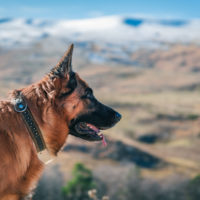 13 Best Collars For German Shepherds For A Fancy Walk