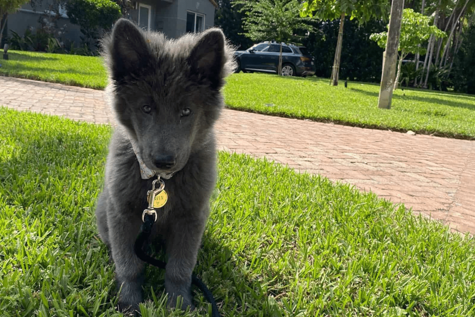 Blue Bay Shepherd Breeders: The One And Only