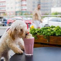 Which Summer Fruits Are Safe For Dogs To Eat, And Which Are Toxic?