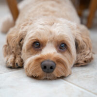 Cavapoo Feeding Chart: A Complete Guide For A Healthy Pup