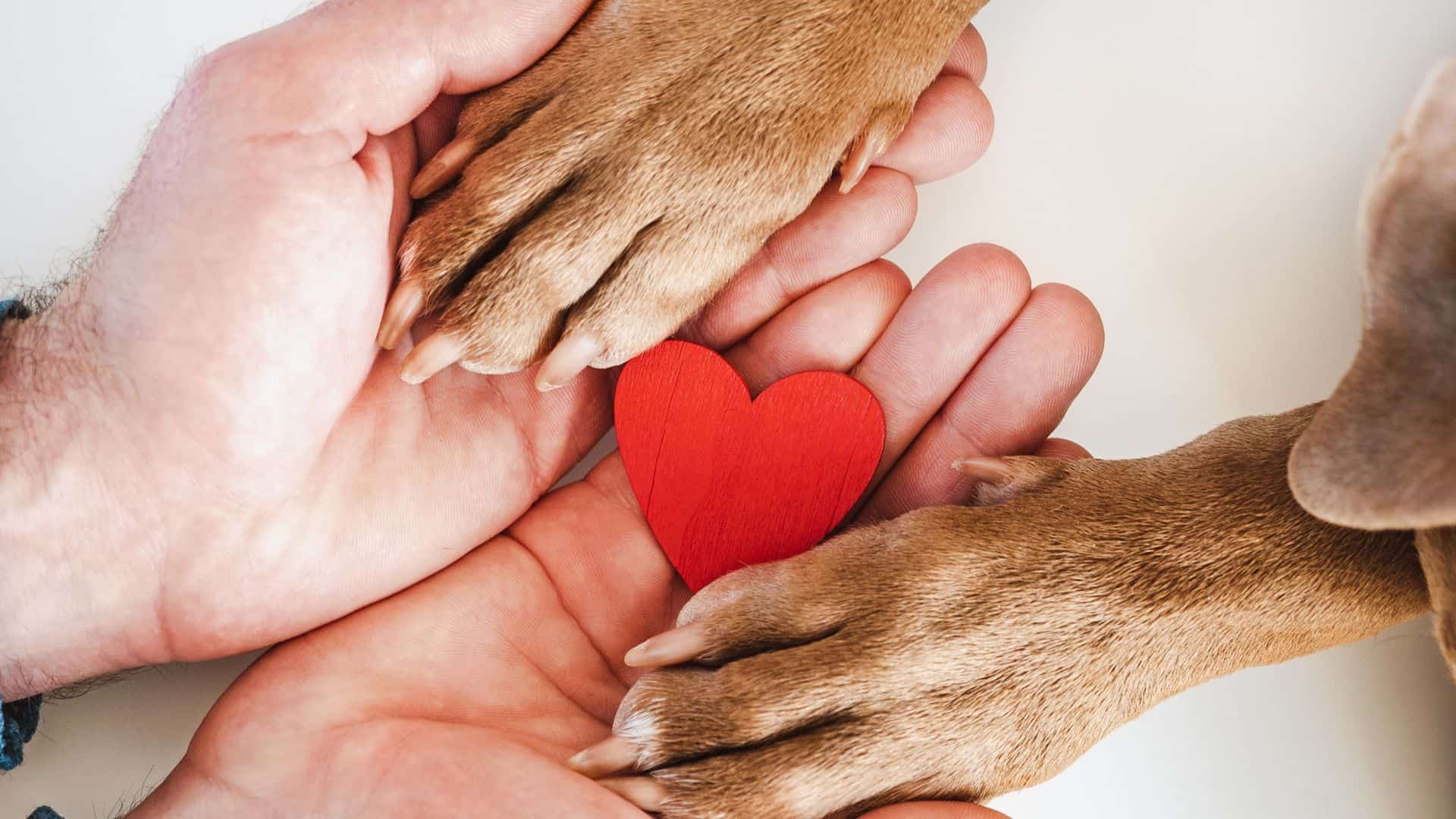 Two Malnourished Puppy Siblings Were Running Out Of Time But Then Something Amazing Happened