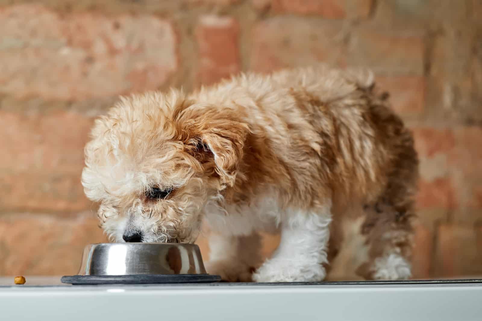 Rough Collie Feeding Chart — How Much To Feed Them