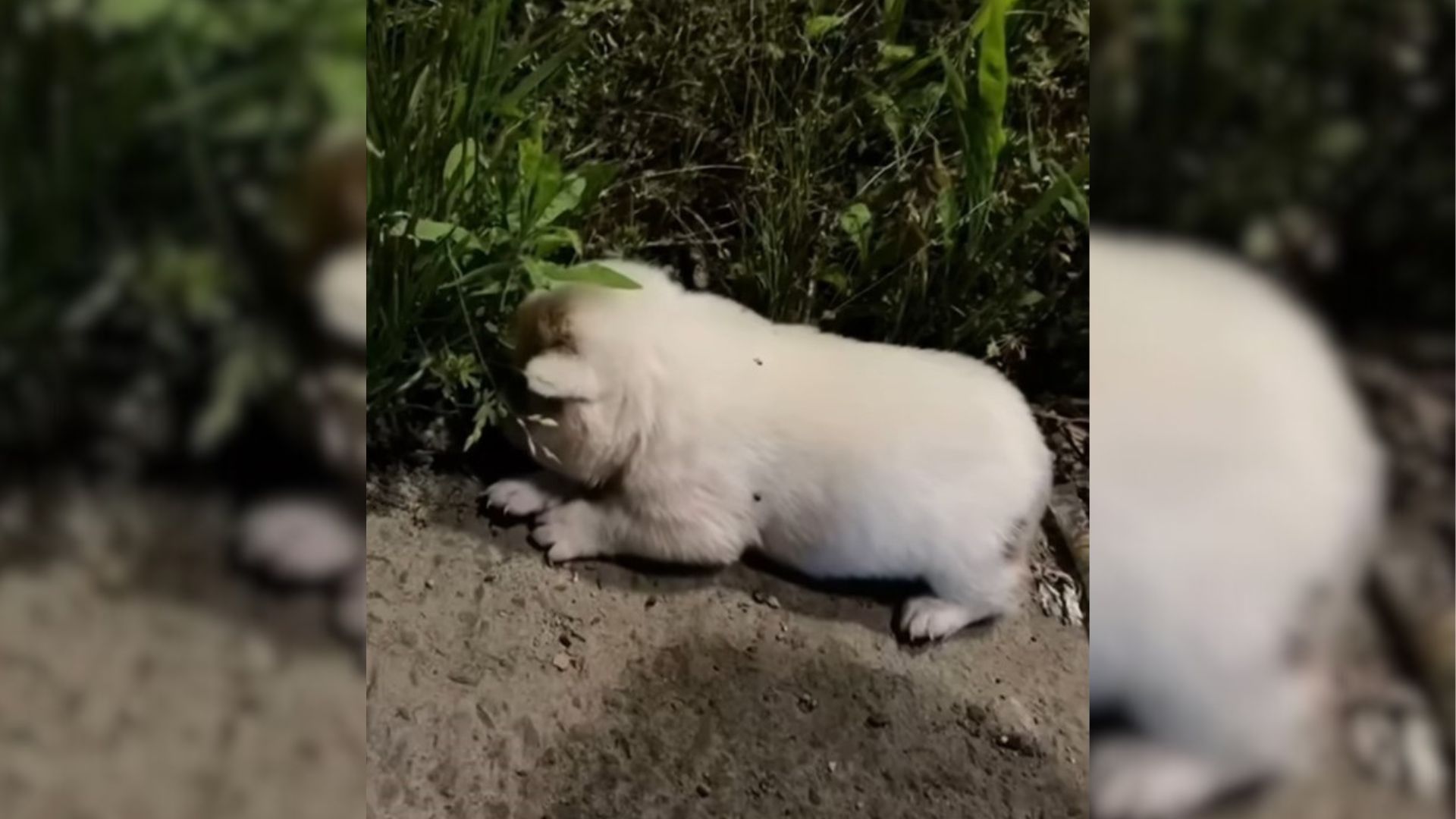 Rescuers discover a little furball abandoned in a dark cardboard box in front of a shelter