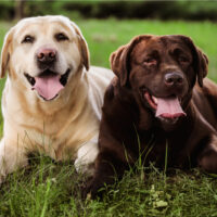 Male Vs. Female Labrador Retriever: Which One Is Better?