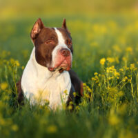 Male Vs Female Pitbulls: Everything You Need To Know