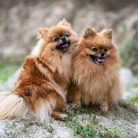 Male VS Female Pomeranian: A Decision Impossible To Make