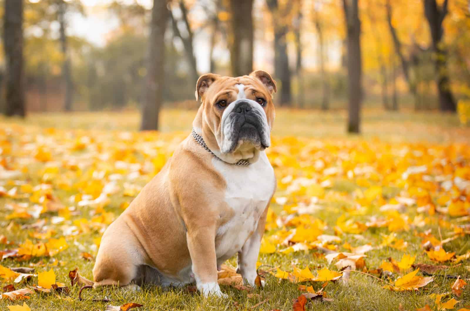 Male Vs. Female English Bulldog: What Are The Differences?