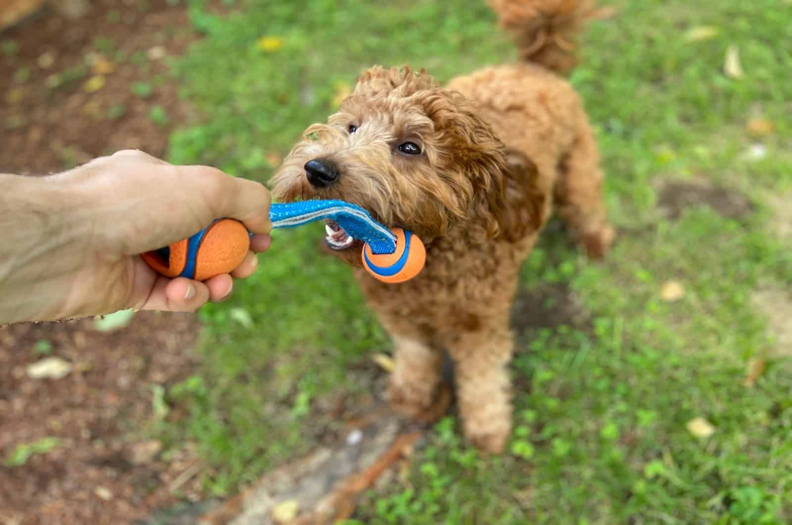 6 Reasons Why Dogs Like Squeaky Toys