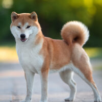 Shiba Inu Growth Chart: How Big Will My Shiba Inu Get?