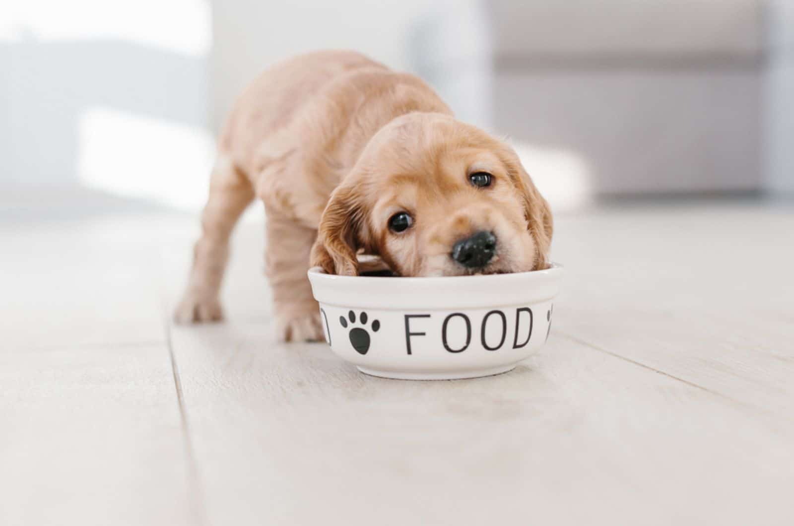 9 Good Things To Know To Learn How To Read Dog Food Labels