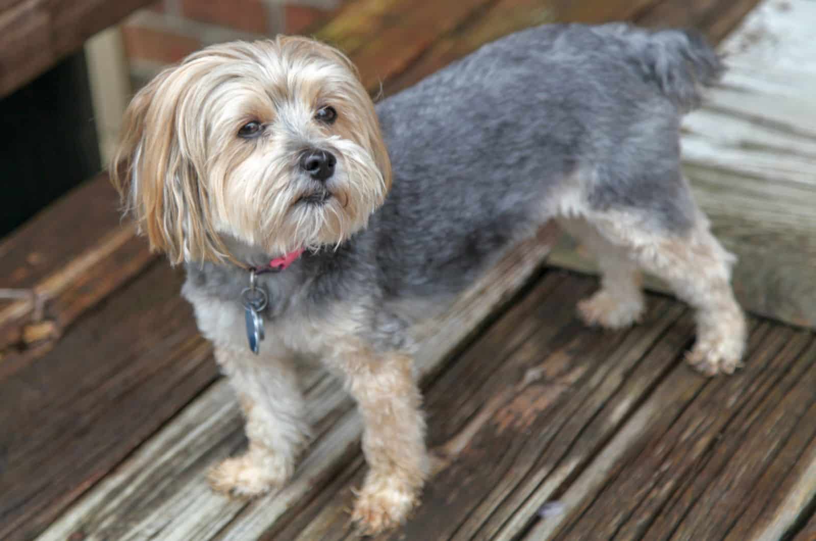 Evaluating The Maltipoo Feeding Chart: Tips And Tricks