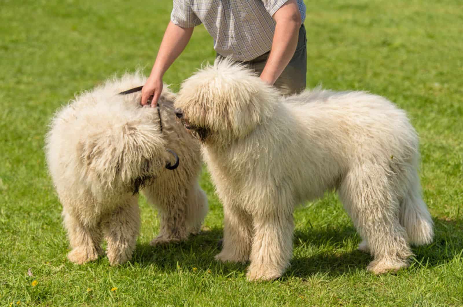 How To Clean Goldendoodle Ears At Home Like A Pro