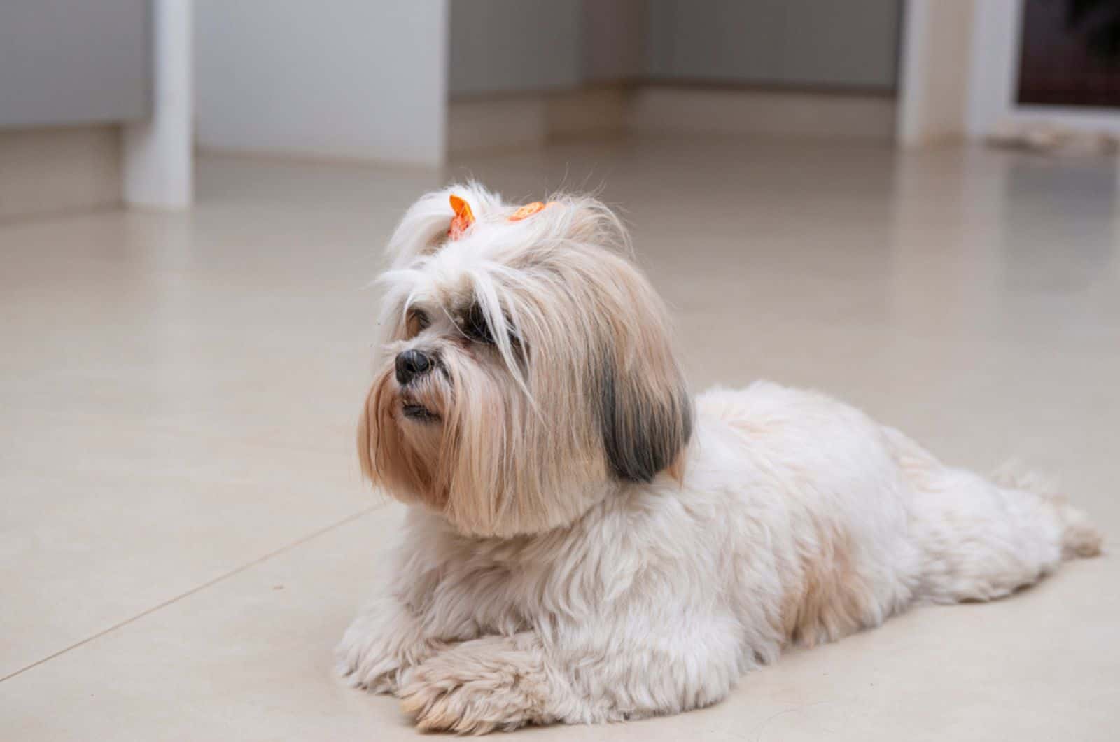 The Lhasa Apso Price Guide: Everything You Need To Know