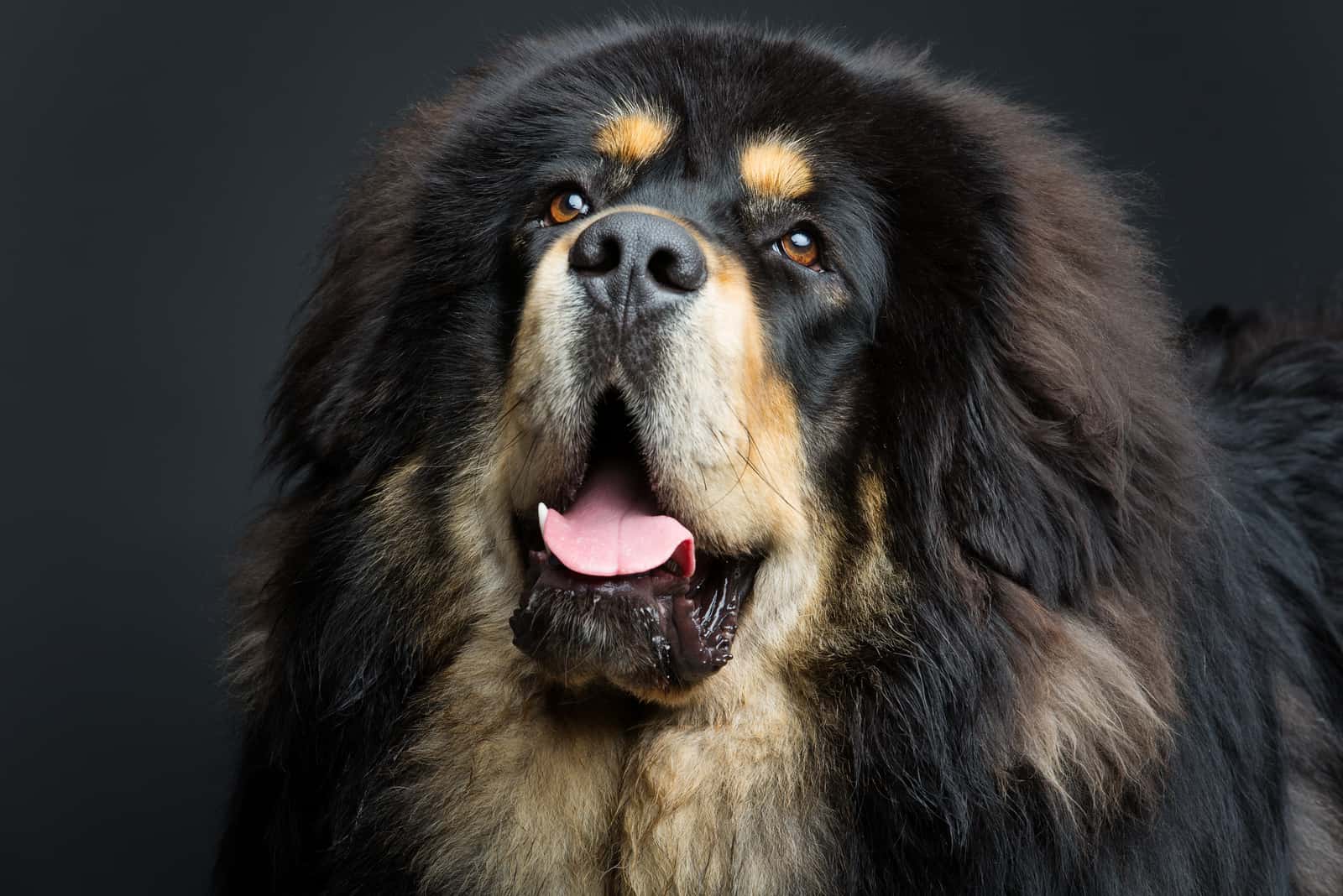 Tibetan Mastiff Price: Can Dogs Really Be That Expensive?