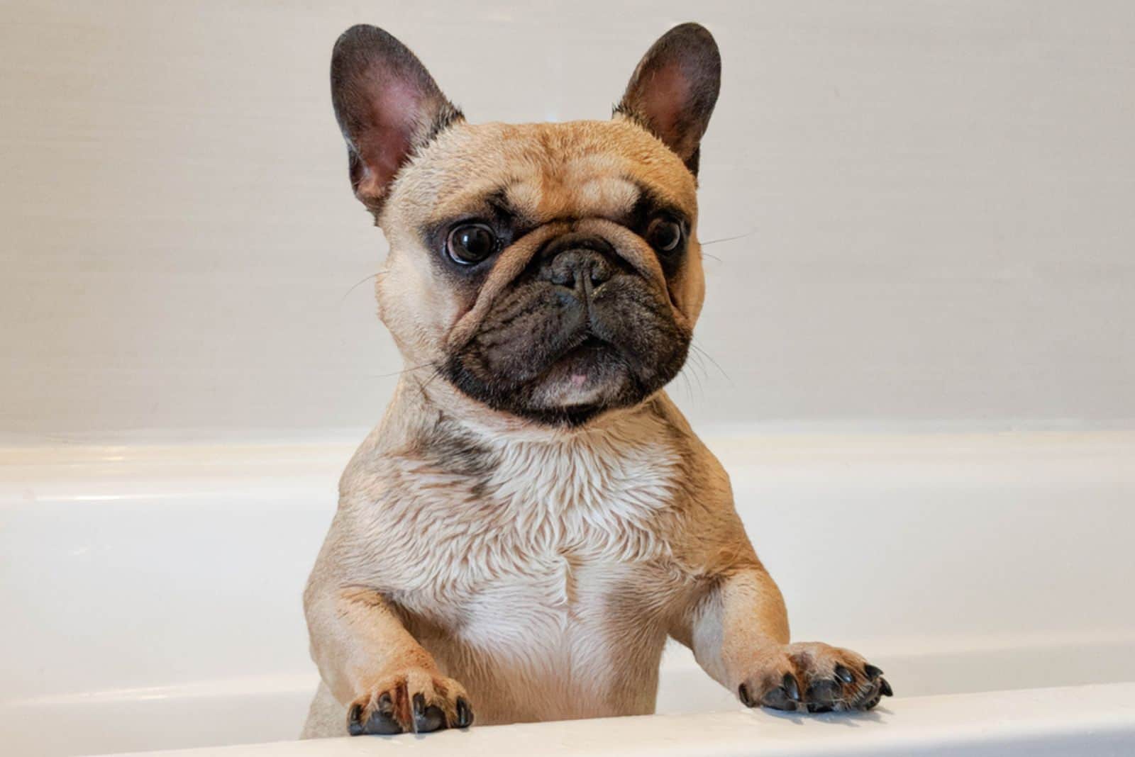 How To Clean French Bulldog Tear Stains And Prevent New Ones