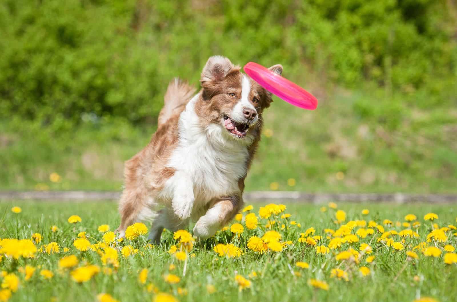 Baby Powder On Dogs: Can We Use It And For Which Purposes?