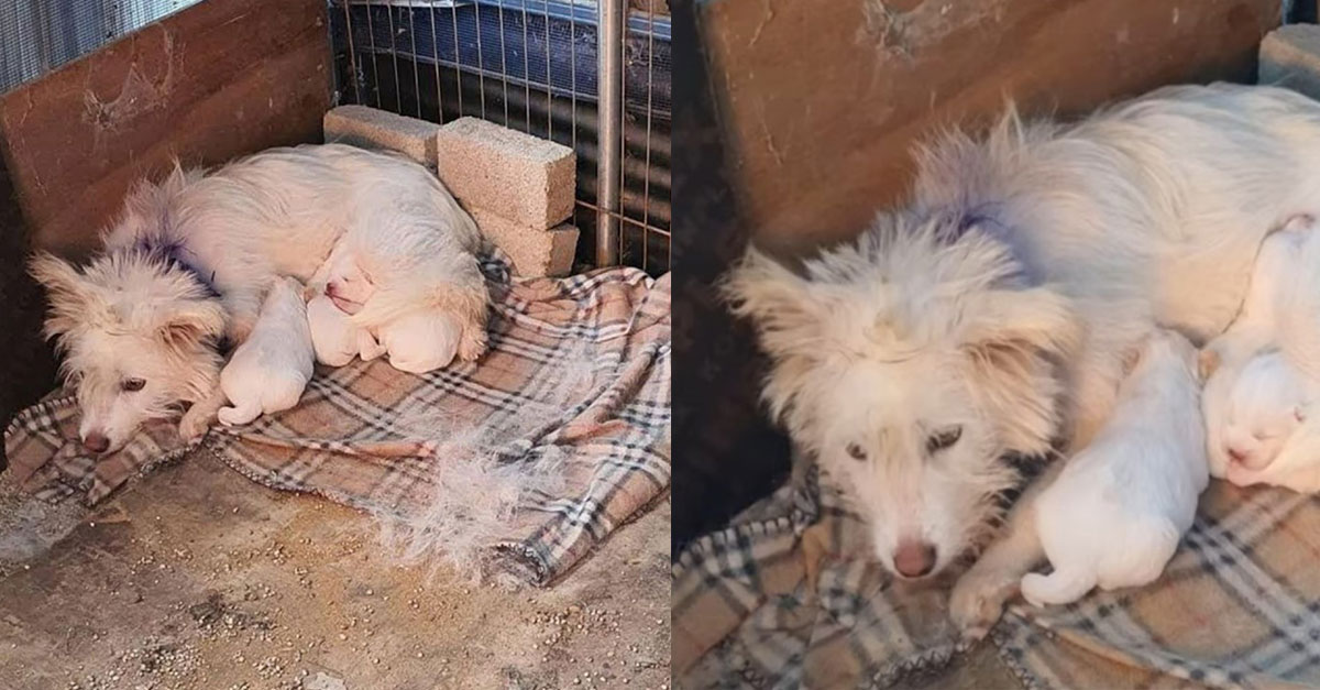 Mother Dog And Her Babies Were Trembling In The Cold Corner Of The Shelter Until She Came