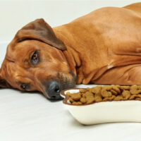 5 Shockingly Simple Reasons As To Why Dogs Love Peanut Butter