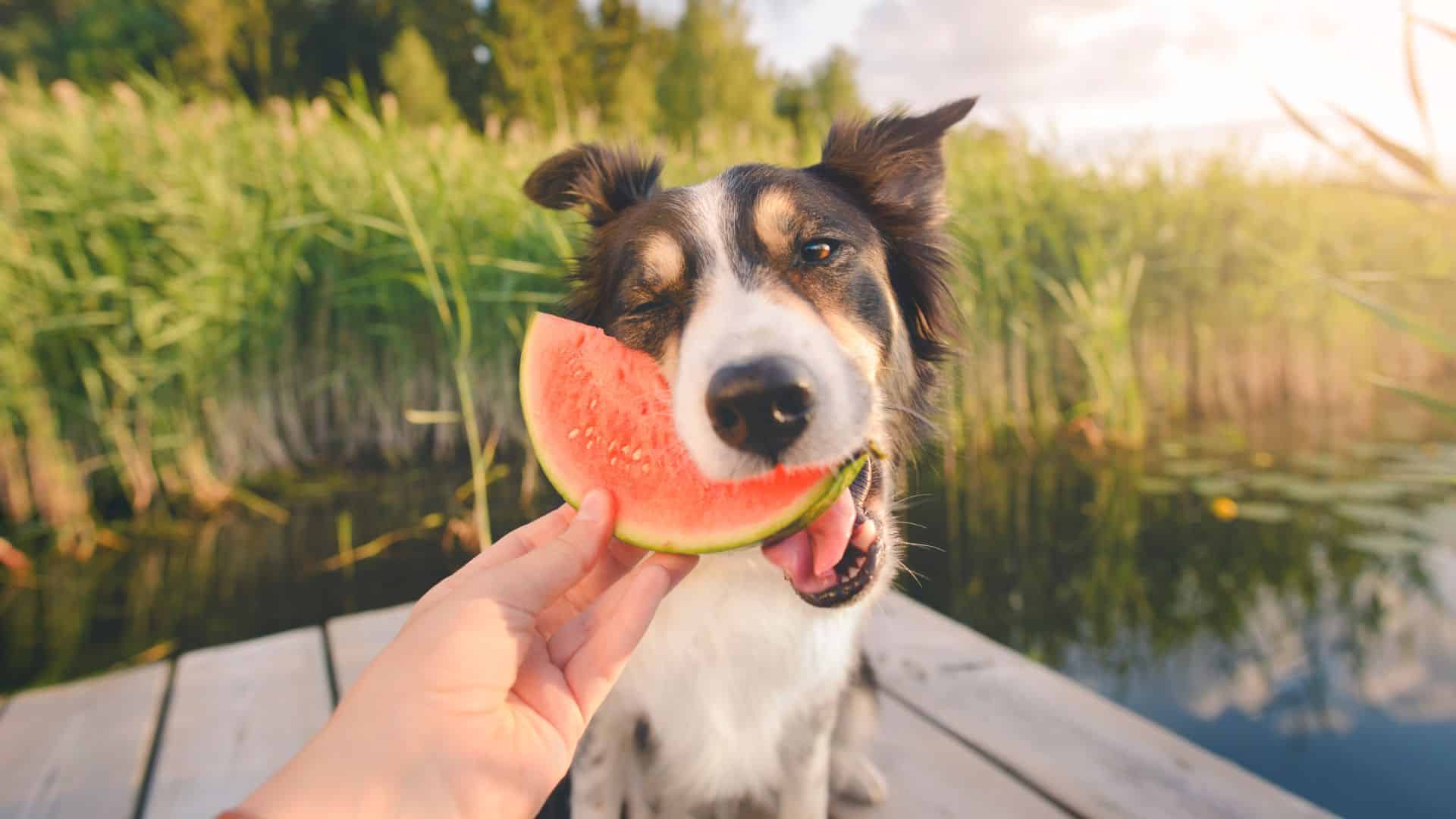 Top 5 Treats To Keep Your Dog Hydrated This Summer