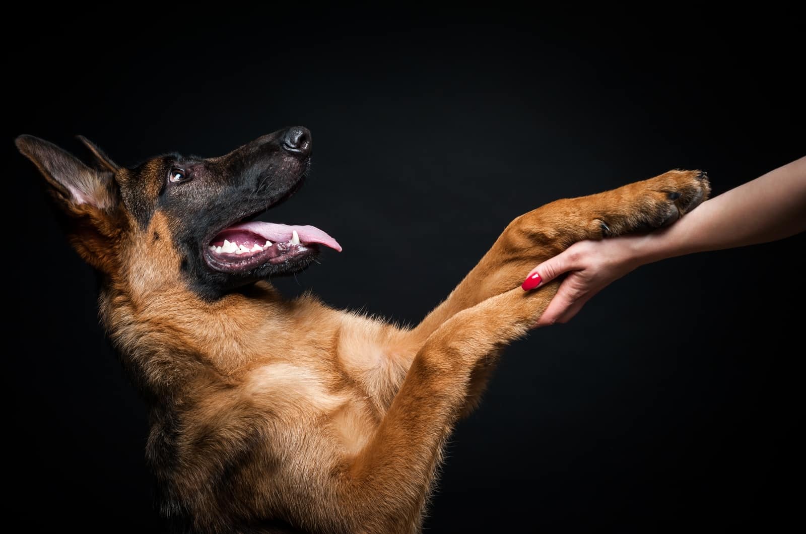 Why Is My Goldendoodle Becoming Aggressive?