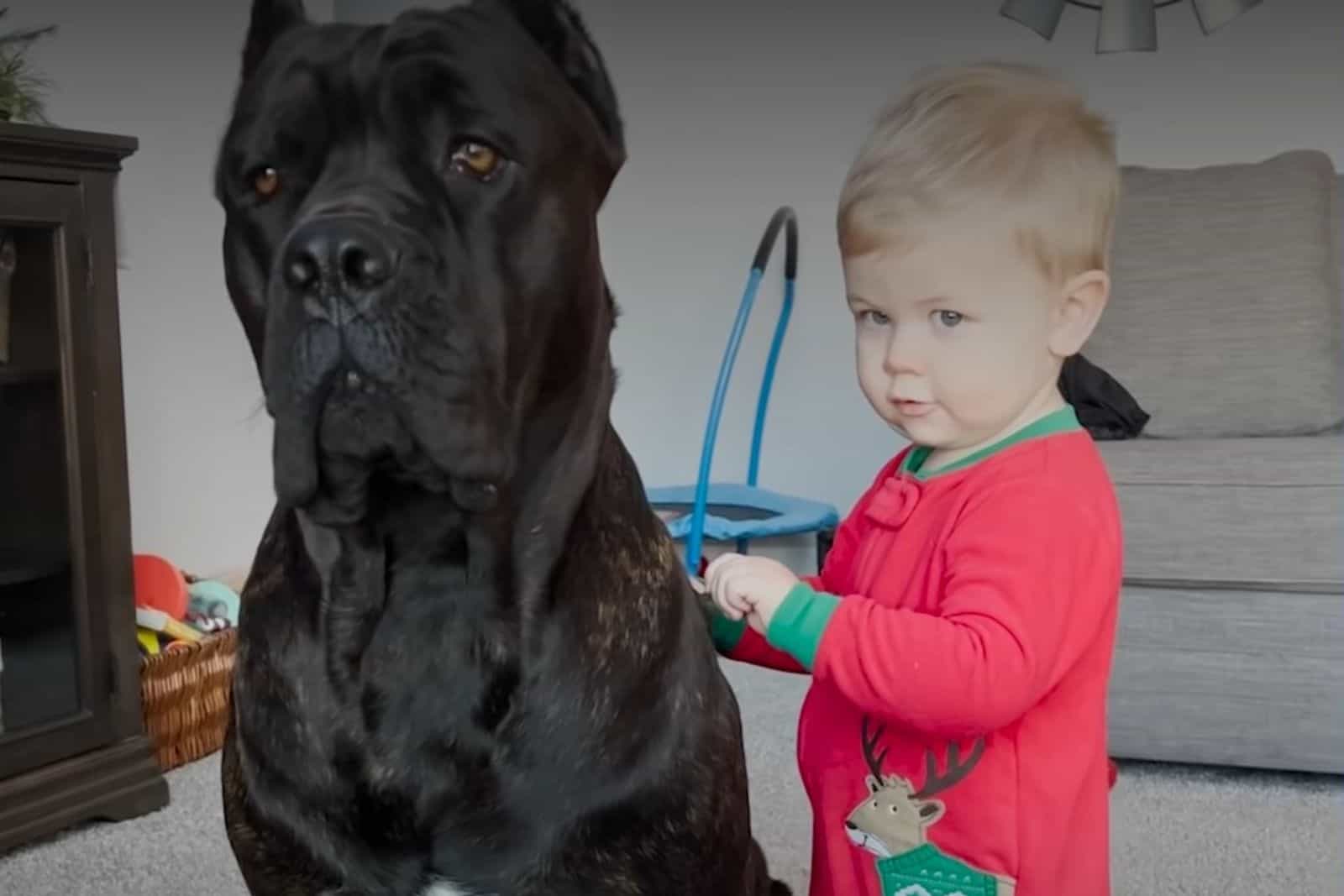 Big Cane Corso Helps His Owner Raise Their Baby Boy 