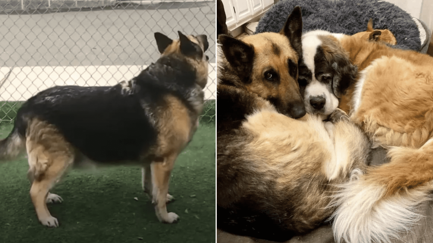 An Overweight German Shepherd Loses More Than 50 Pounds And Falls In Love