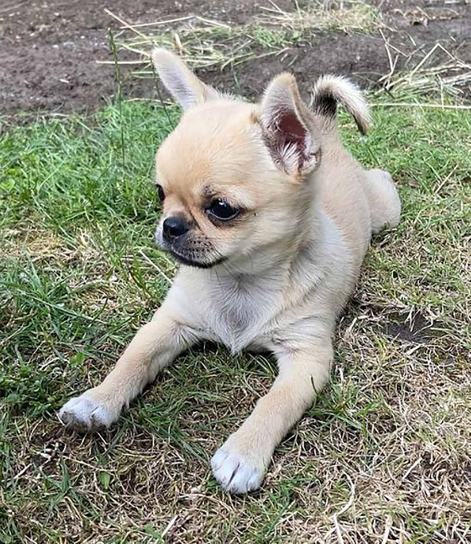 a applehead teacup chihuahua